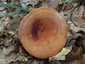 Kenyérgomba (Lactifluus volemus), Mátra